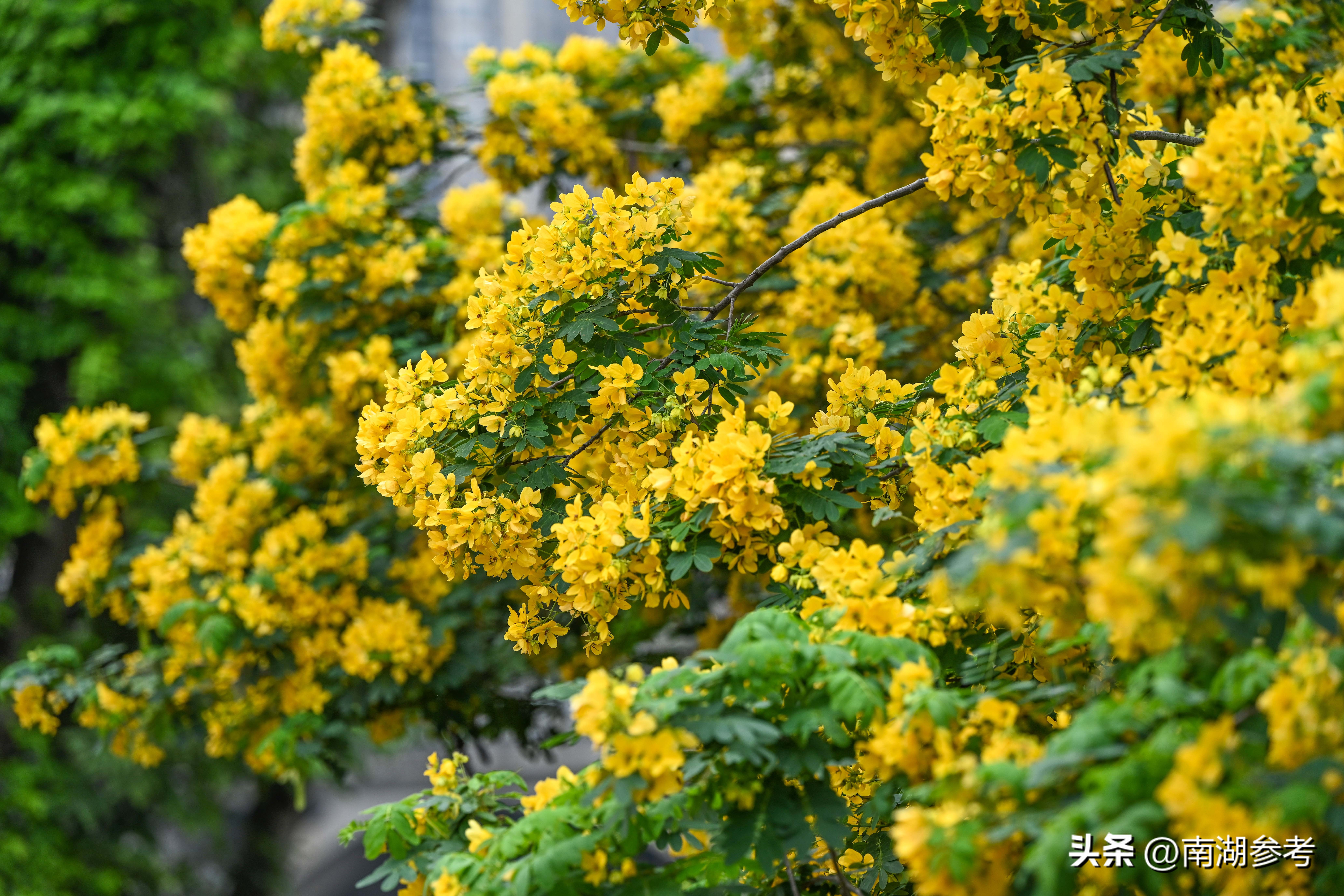 满目鲜花灿烂才是春天该有的样子,满目黄花遍地金