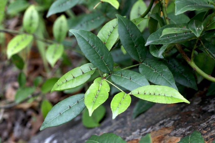 两面针和什么植物很像,两面针植物的种植方法