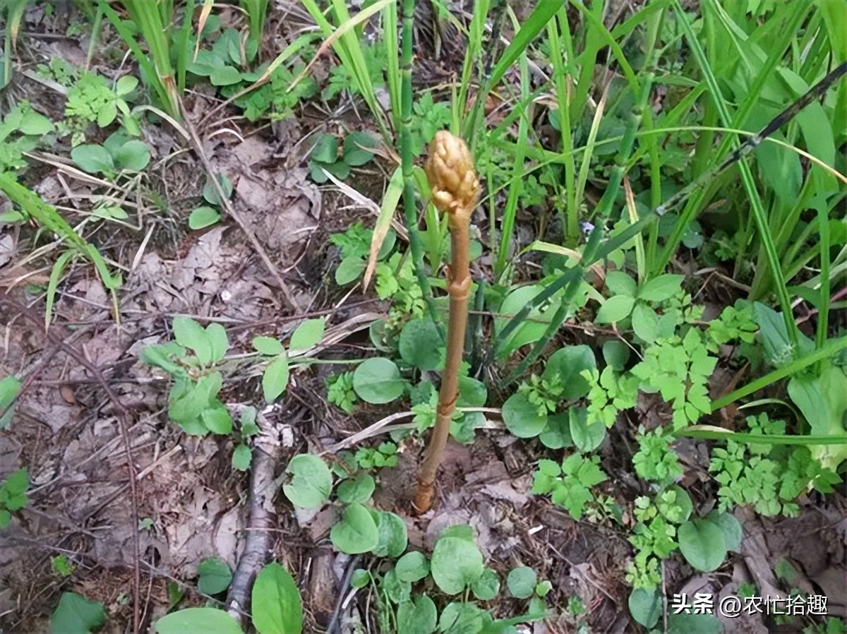 野生不能采挖，仍被种到凉凉，价格跌至10年新低，农户陷入亏本