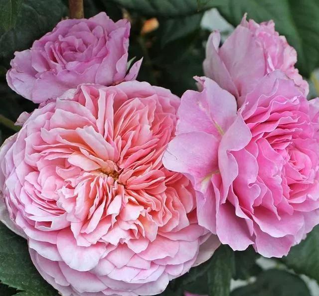 月季品种醉花,月季品种大全及图片欣赏