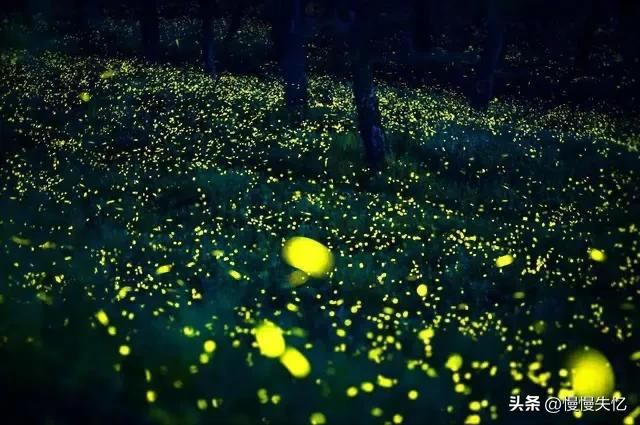 描写萤火虫的著名诗句,萤火虫诗句大全