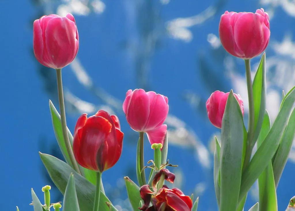 漂亮的郁金香随手一拍都是美景,春天的郁金香花海美得不可方物