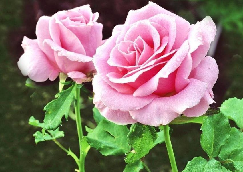 一朵粉玫瑰代表花语,粉玫瑰的花语和象征意义图片