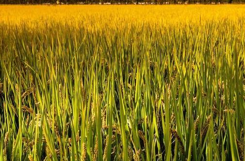 大闸蟹有什么商机,养殖大闸蟹一年可以赚多少钱