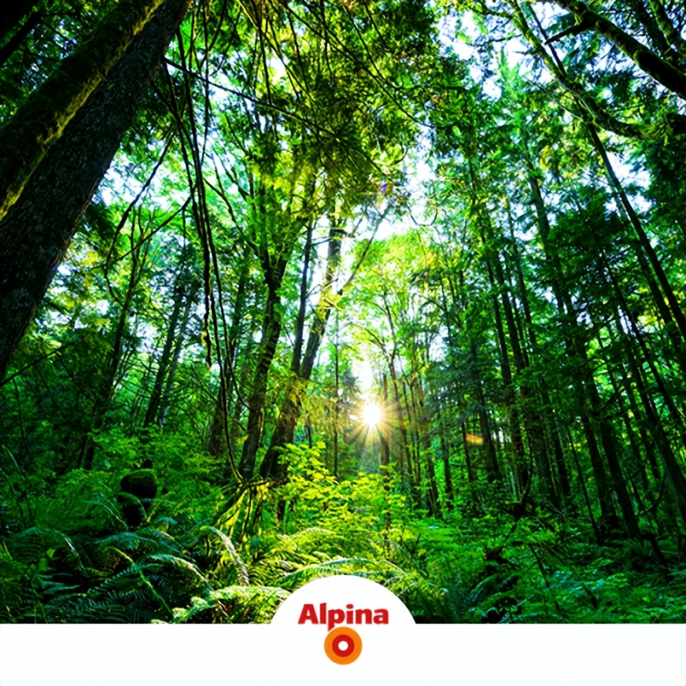 装修公司专用阿尔贝娜乳胶漆,阿尔贝娜尊享净洁墙面漆国产