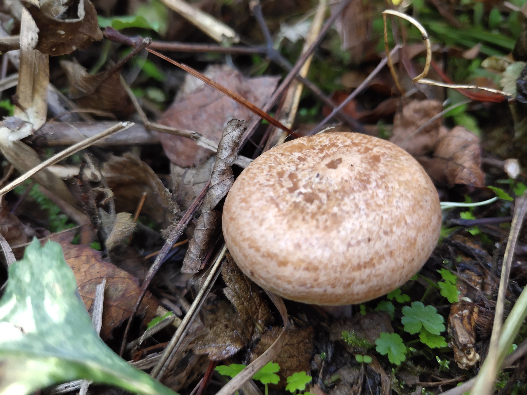 农村捡蘑菇怎么赚钱,枞树菌一天能挣多少钱