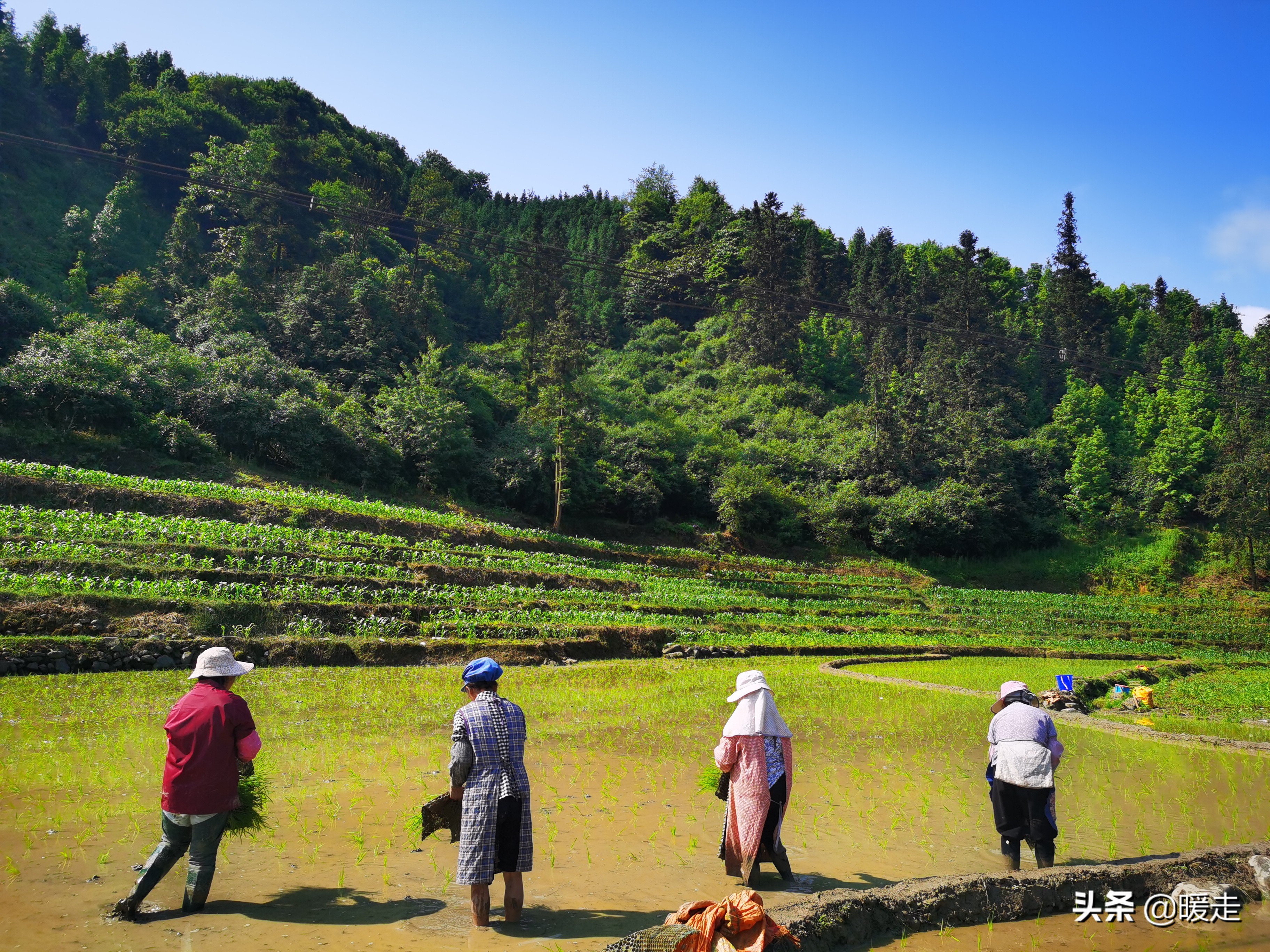 广西农民种田,乡村种田的生活视频