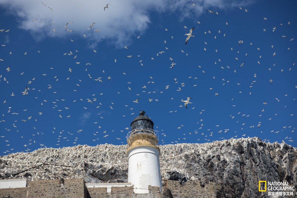 高致病性禽流感的动物,动物的高致病性禽流感