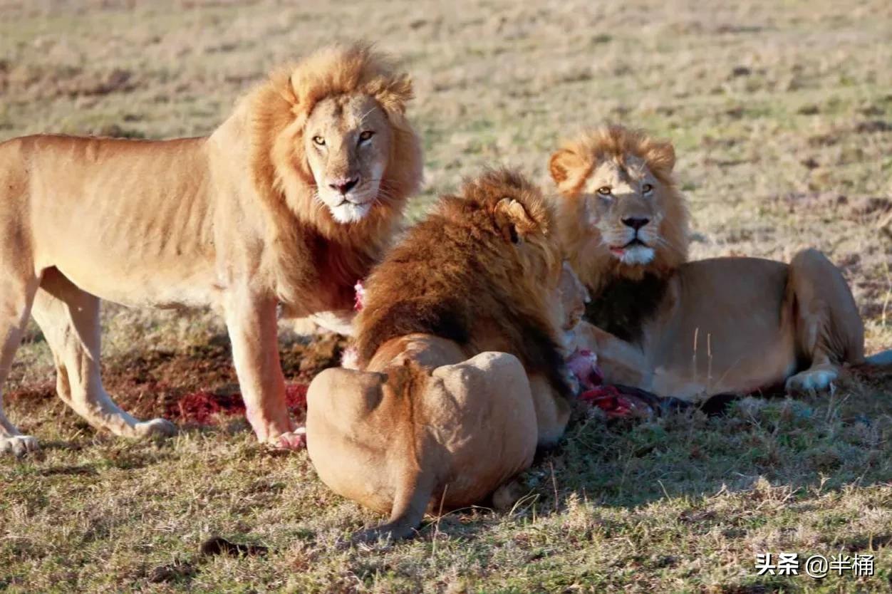 狮子的晚年如何度过,狮子老了的下场