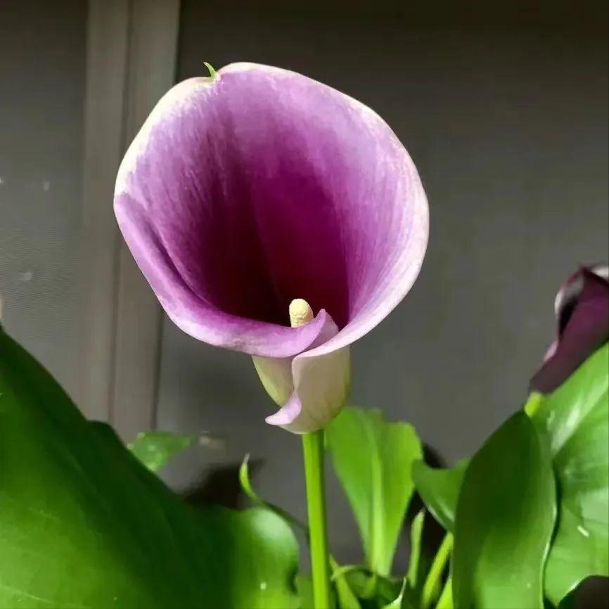 十种最毒的盆栽花,十种最毒的花不能在室内养