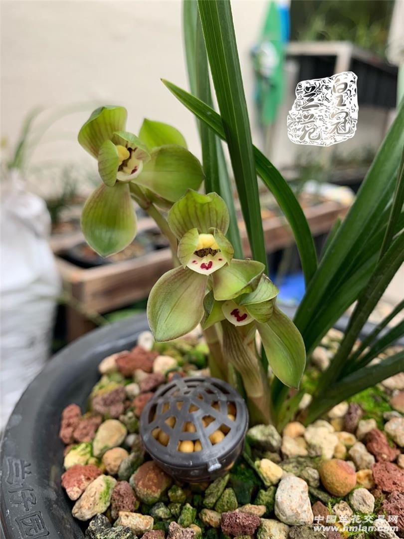 80鍚庡皬浼欏吇鍏扮殑骞冲焊鐢熸椿,90鍚庡吇鍏颁汉鎴愬姛妗堜緥