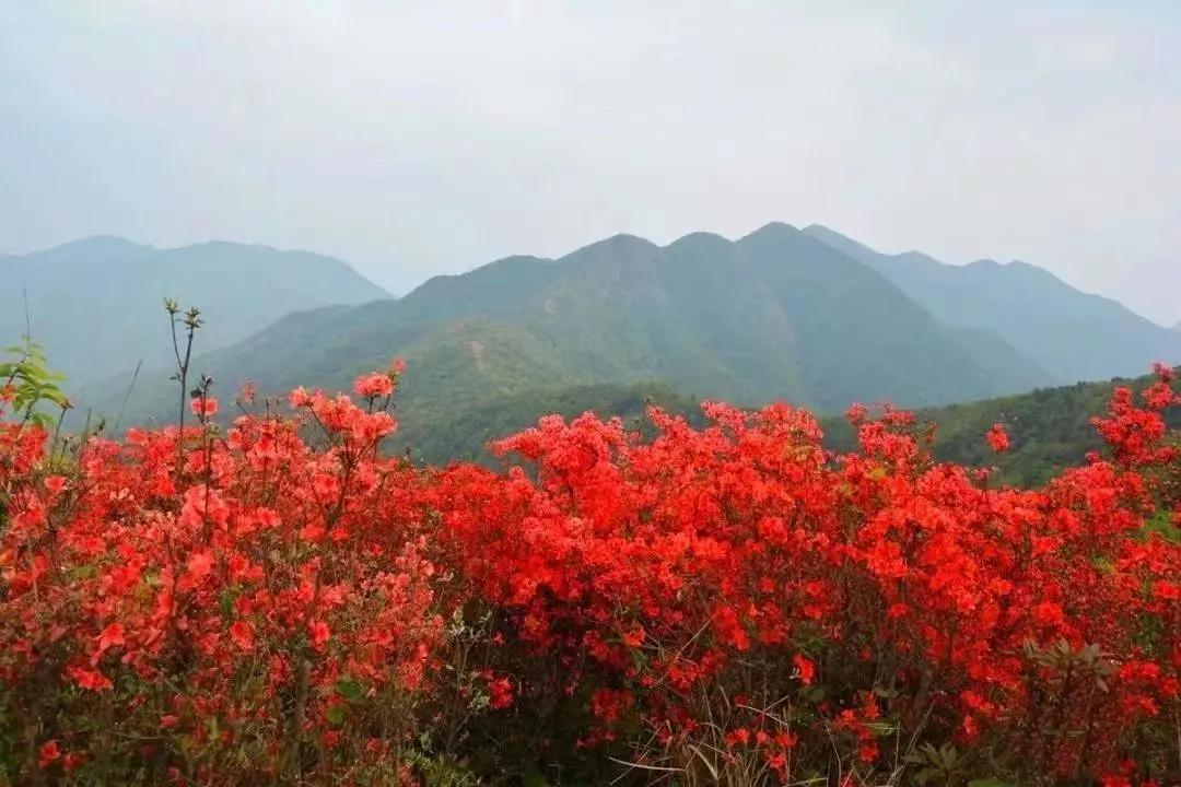 杜鹃花开杜鹃岭,杜鹃花开石窝村