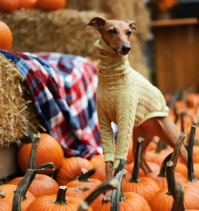 一只流浪狗被收留后成功的逆袭了,一只被遗弃狗狗的逆袭之路