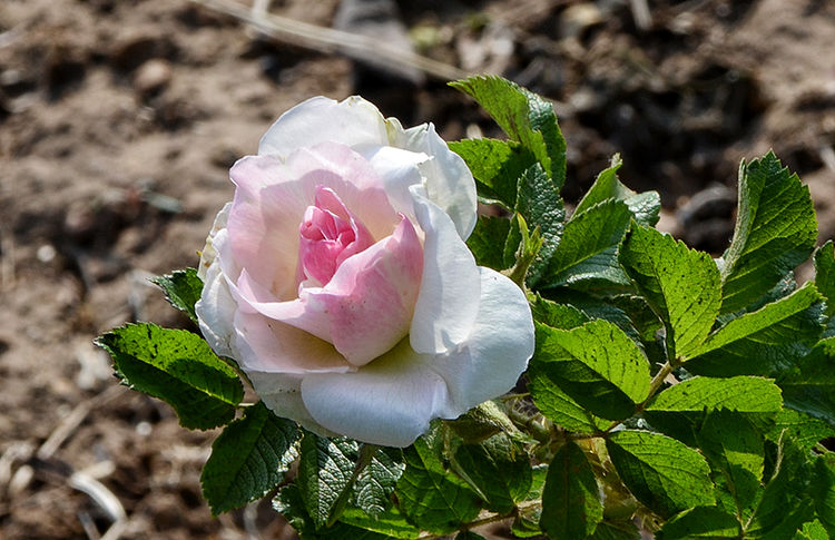 平阴玫瑰花原创包装设计,平阴玫瑰花生产厂家电话
