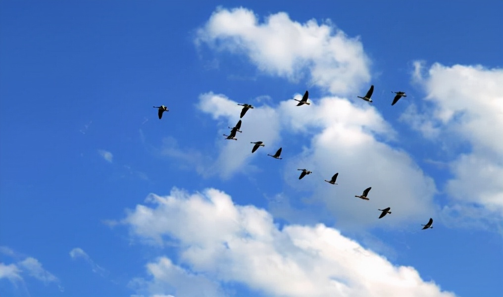 王维杜甫最经典的15首诗,王维给李白写下的15首诗的排名