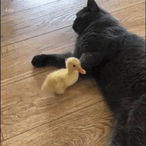 微信表情包搞笑动态图吃饭,搞笑动态图惊不惊喜意不意外