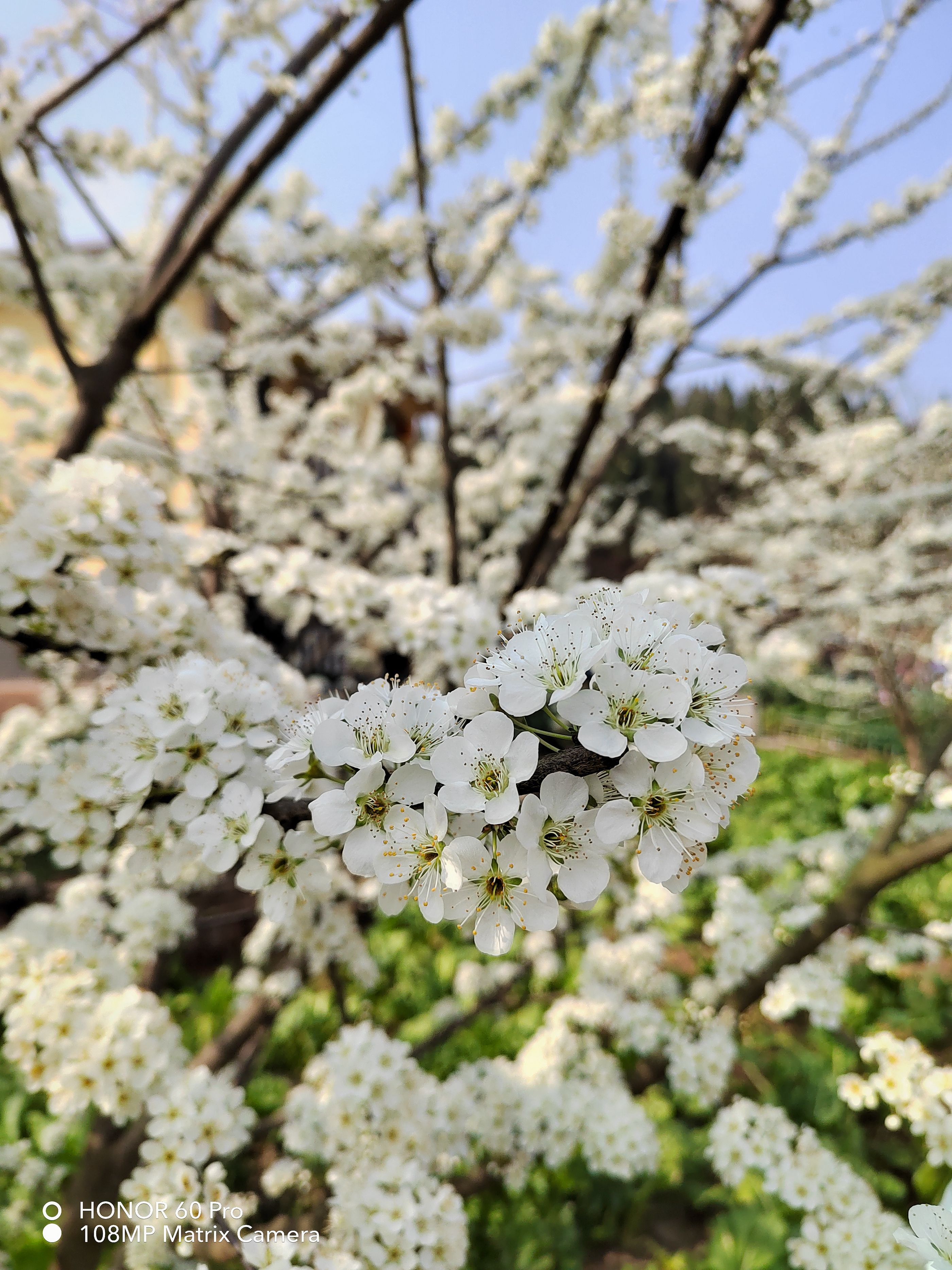 荣耀新出的手机荣耀60pro怎么样,荣耀60pro手机有哪些黑科技