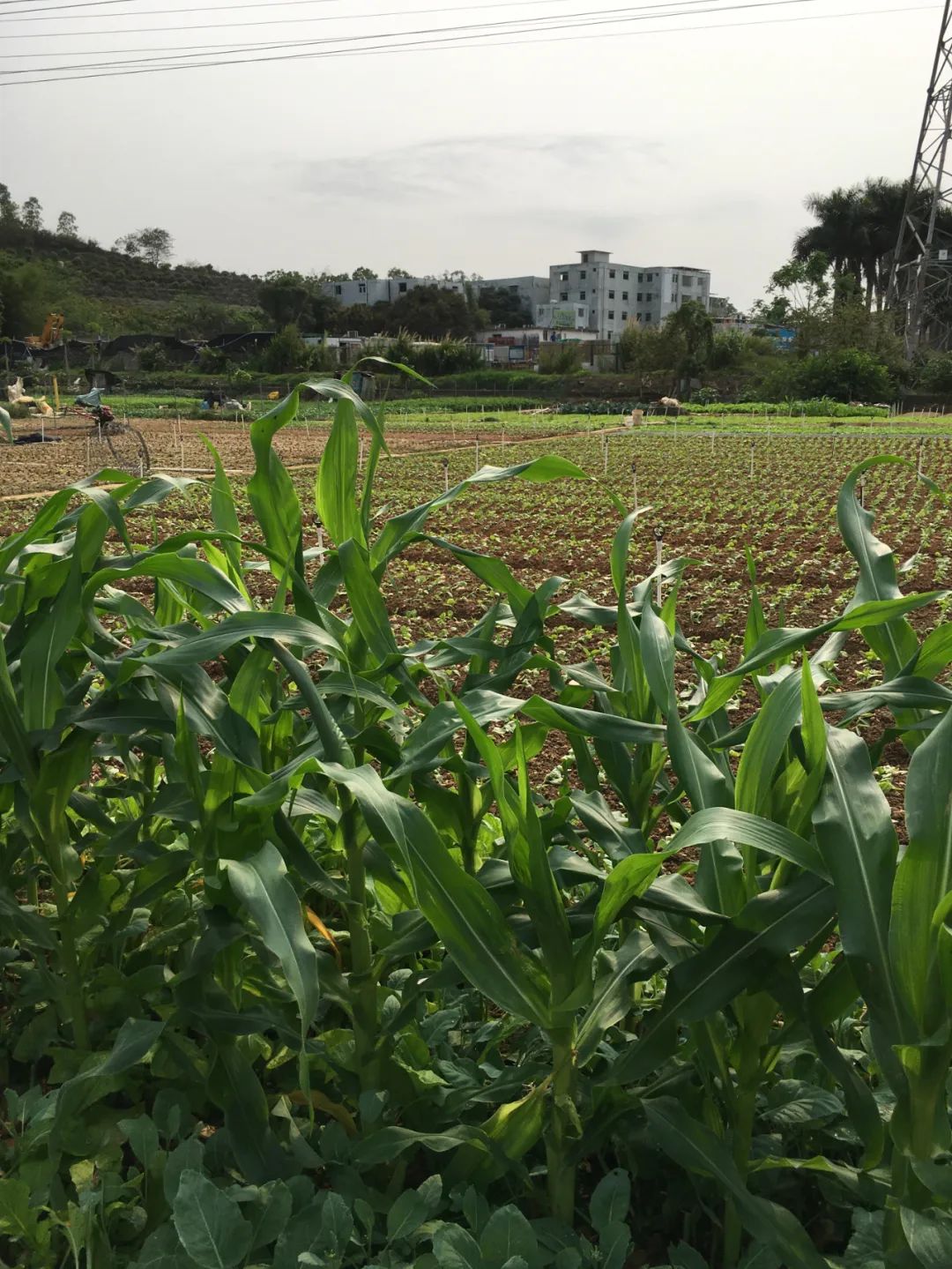 旭光车行雅迪电动车,旭光单车