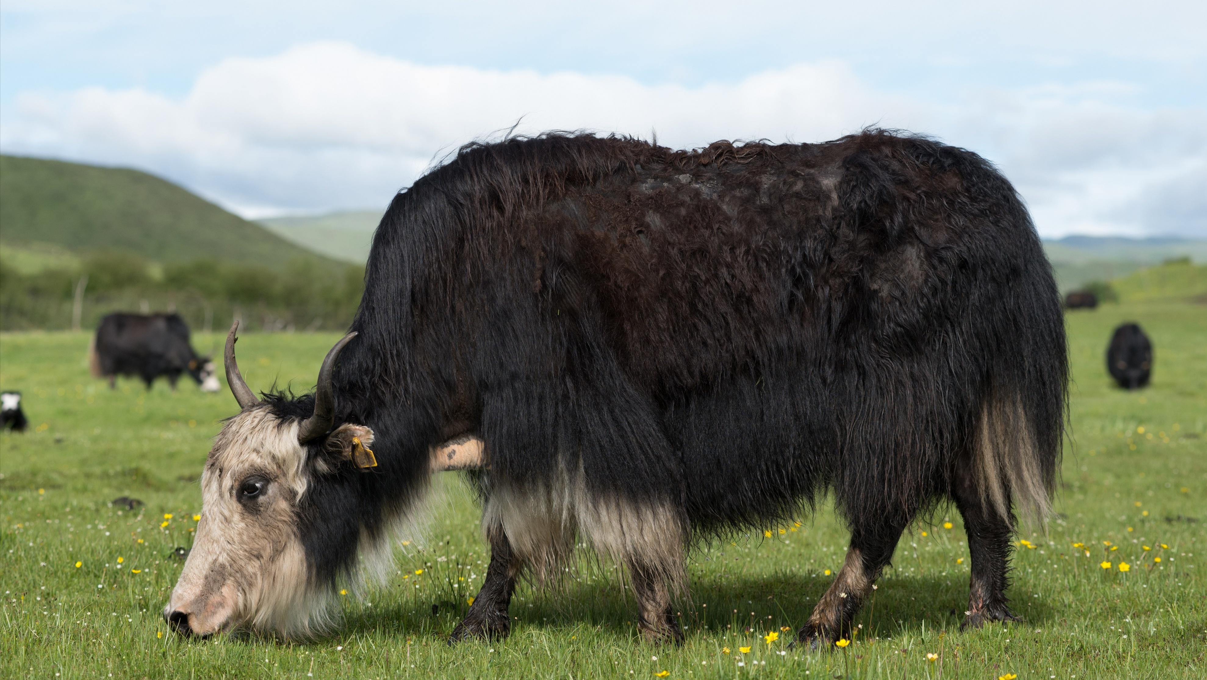 1分钟了解胶原蛋白肽,一分钟了解胶原蛋白