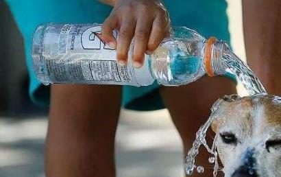 夏季来临狗狗中暑知识早知道,高温天气来袭该如何防止狗狗中暑