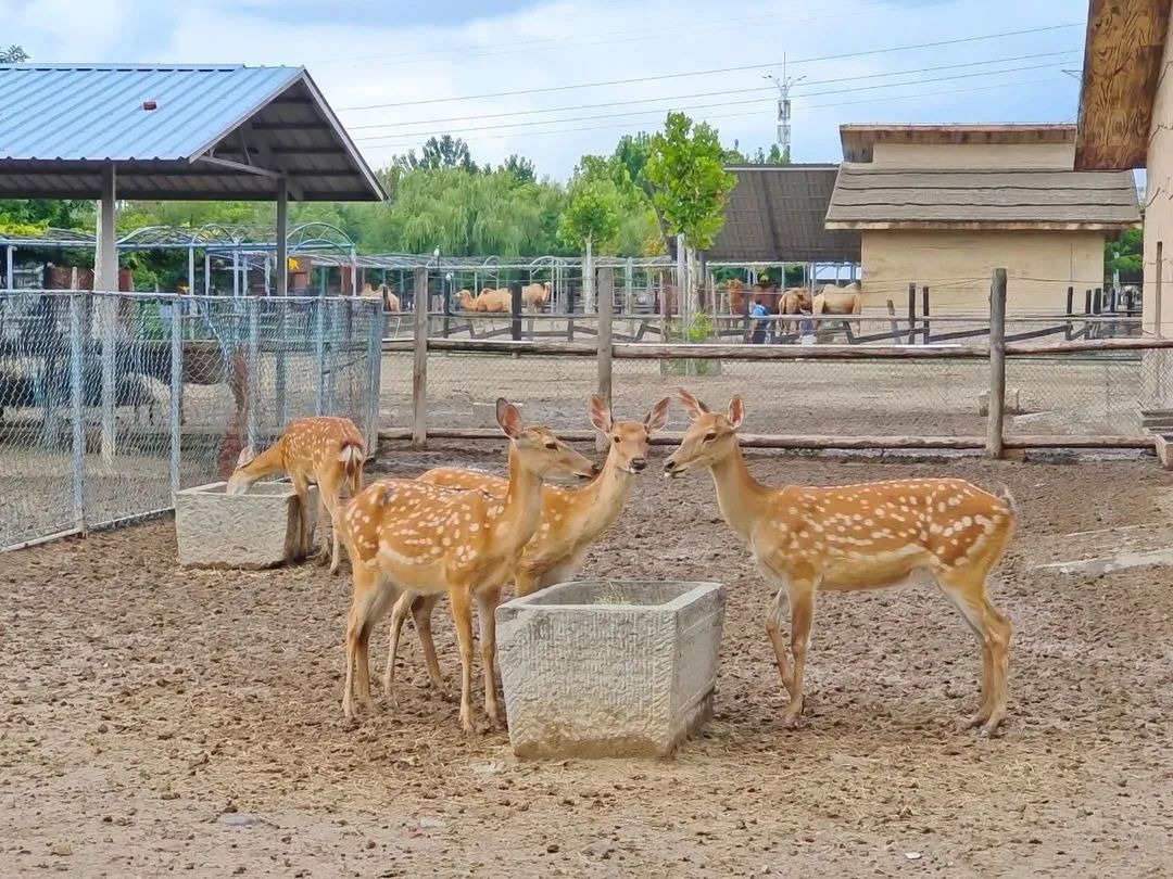 东营秋季旅游攻略,秋天东营旅游攻略必玩的景点