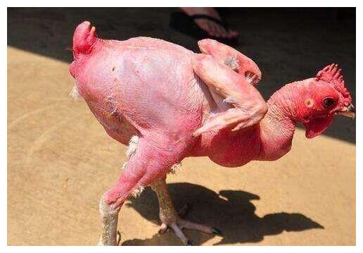 鸡屁股的鸡尖能吃吗,鸡尖吃了会致癌吗