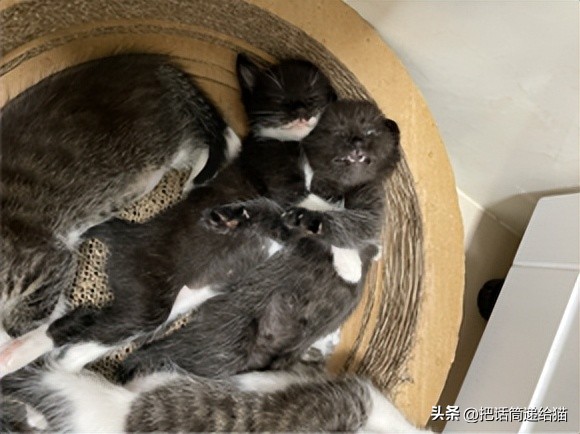 为什么猫咪养着养着就瘦了,猫咪为什么养着养着就发黄了