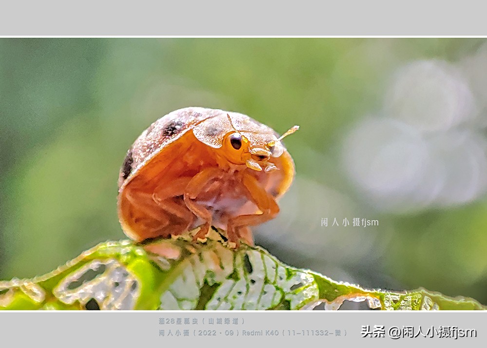 手机微距摄影实用技法图片,手机拍摄之微距镜头拍摄欣赏