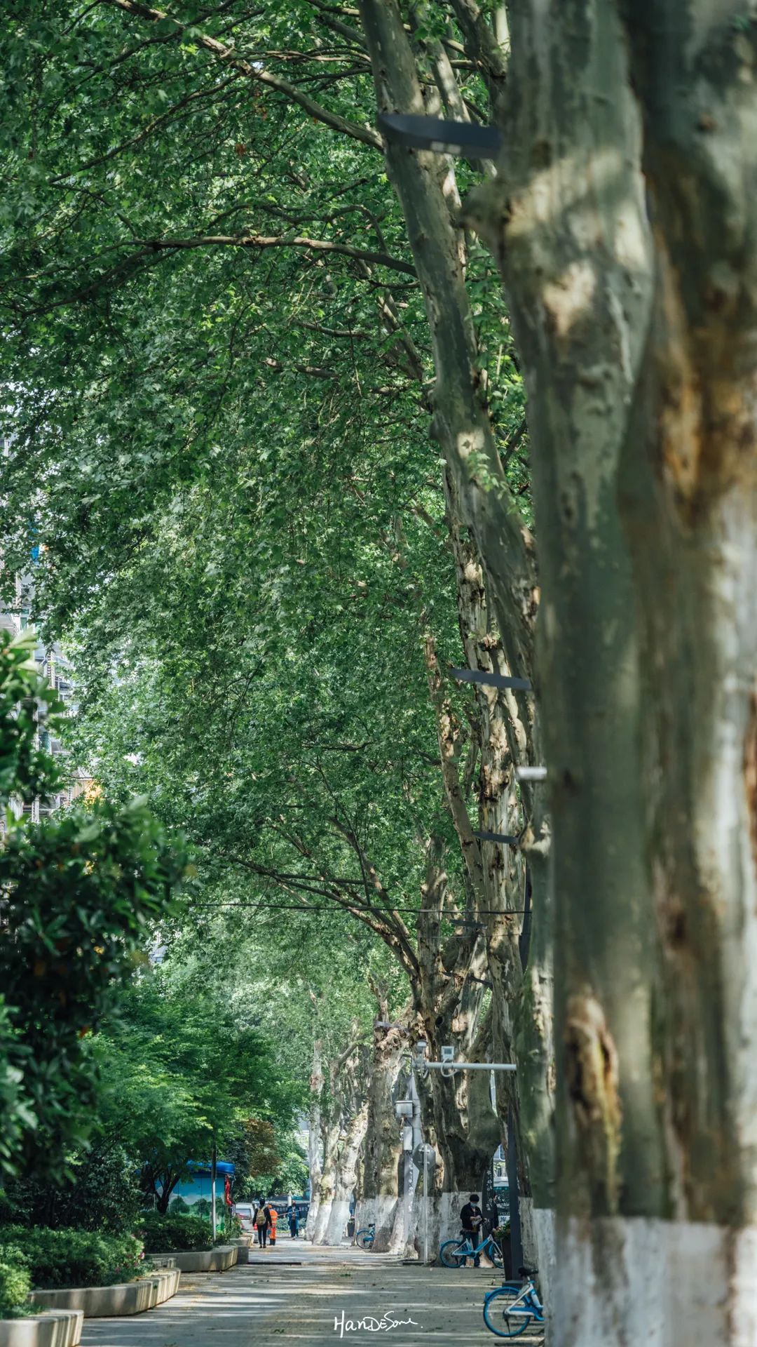 梧桐絮和石楠花,极限二选一