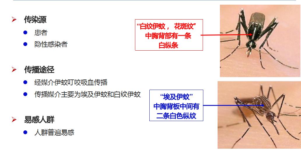 预防控制登革热最佳的措施是灭蚊,登革热的症状及预防措施
