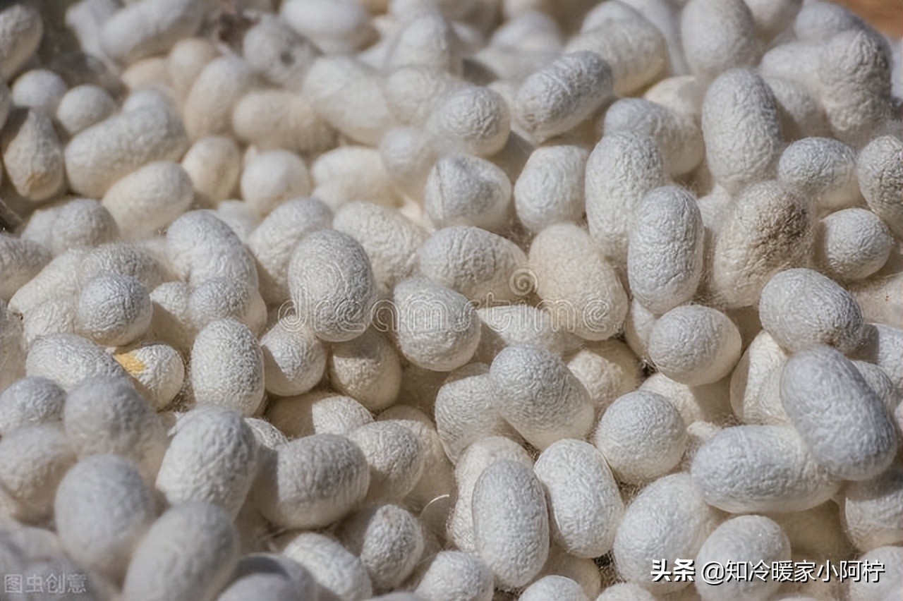 从蚕卵变成蚕的全过程,从蚕卵变成蚕宝宝需要多少天时间