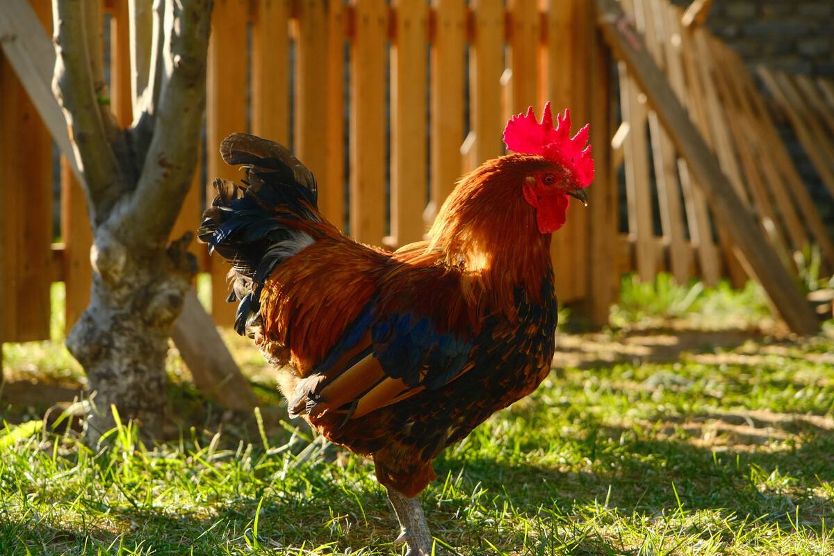 鸡得了大肝大脾有救吗,大肝大脾的鸡是什么病