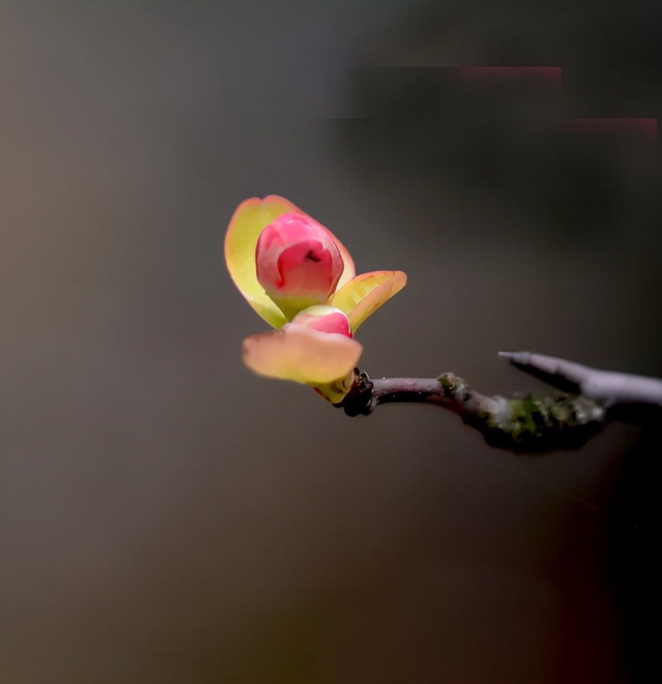 春日正好莫负春光,春日诗集大赏
