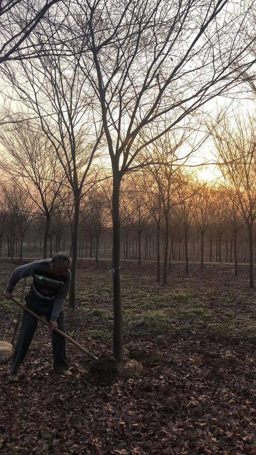 榉树价格下降,榉树价格涨了还是跌了