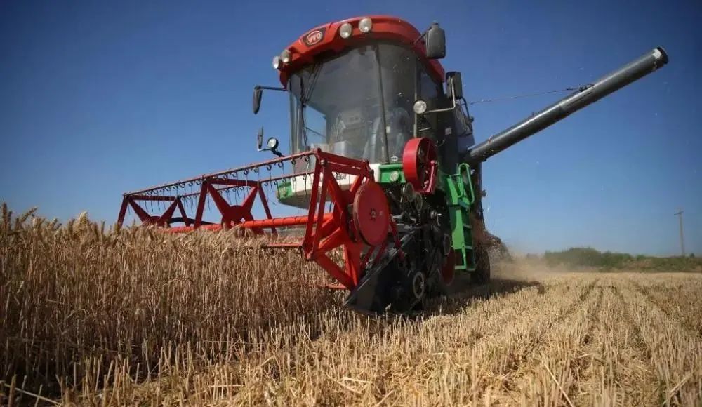 谁在收割青储,谁在收割小麦青饲料