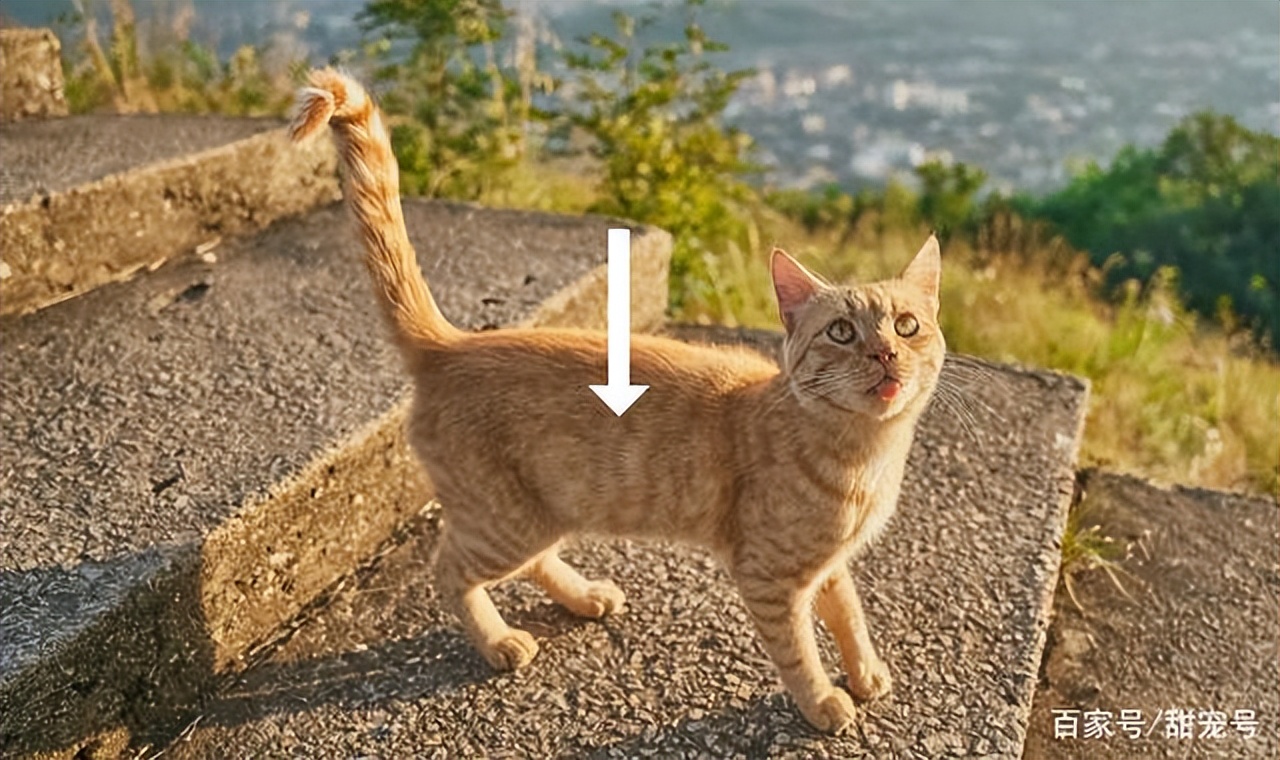 猫咪心跳一分钟多少算正常,猫咪日常眼睛护理