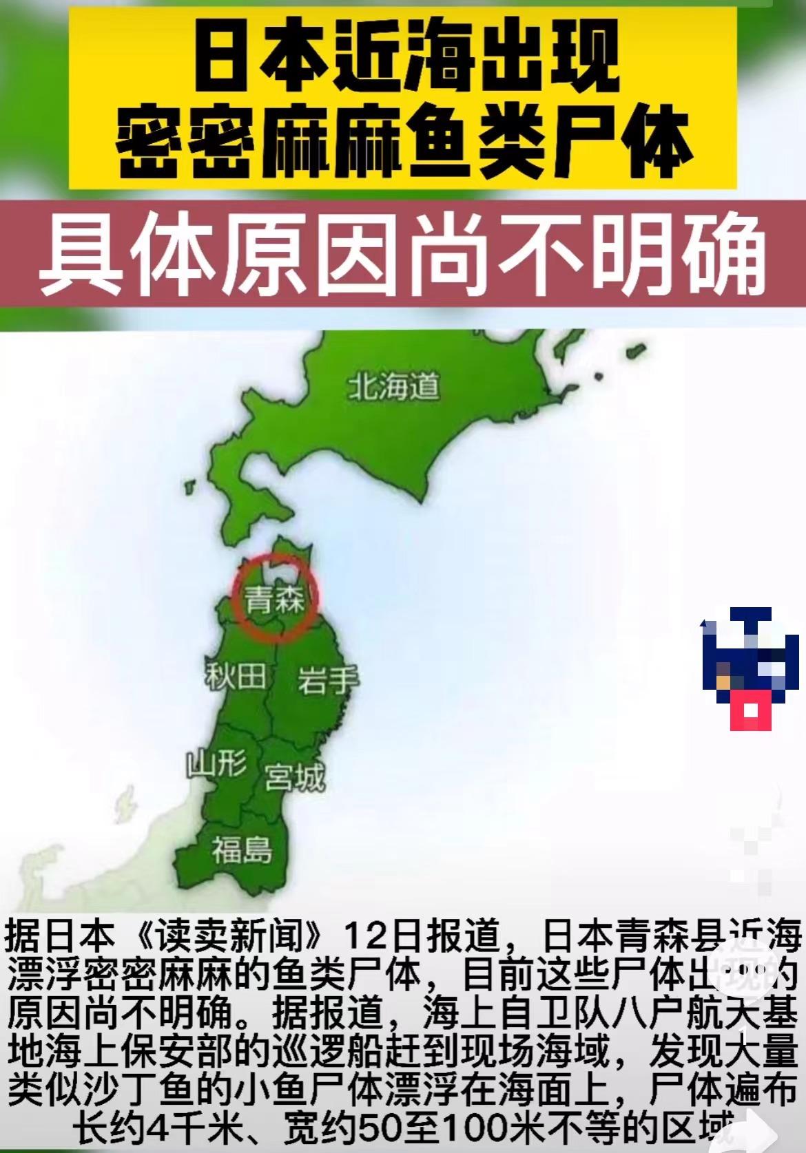 日本海岸现大量鱼尸体,日本海滩惊现大量乌贼尸体