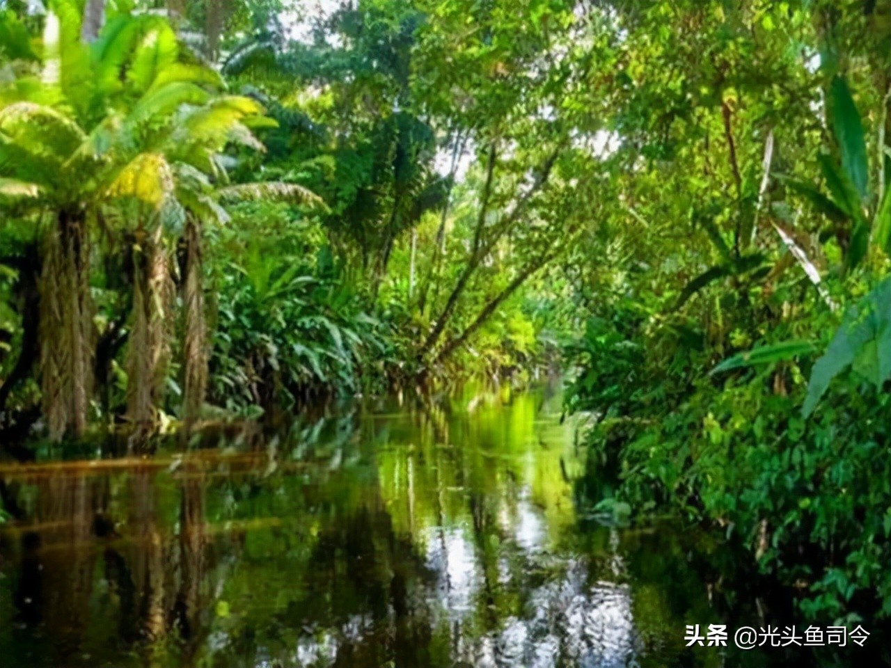 亚马逊河为什么被称为人类禁区,亚马逊河到底有多可怕