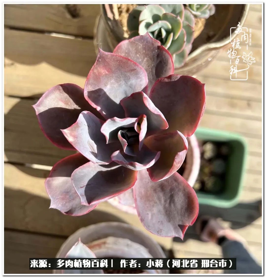 我与多肉植物之间的故事,我和多肉十二卷的故事100字