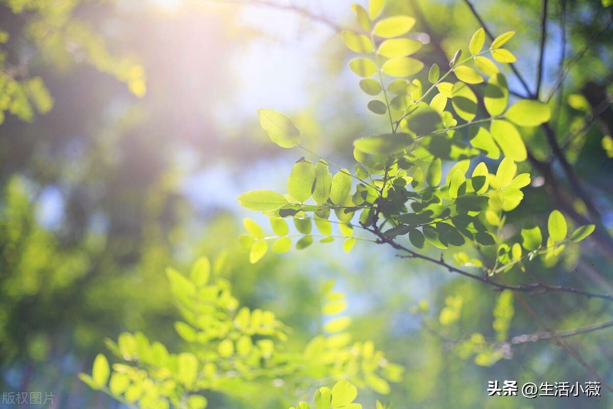 养肝早餐30天破壁机食谱不重样,养肝护肾早餐食谱图片高清