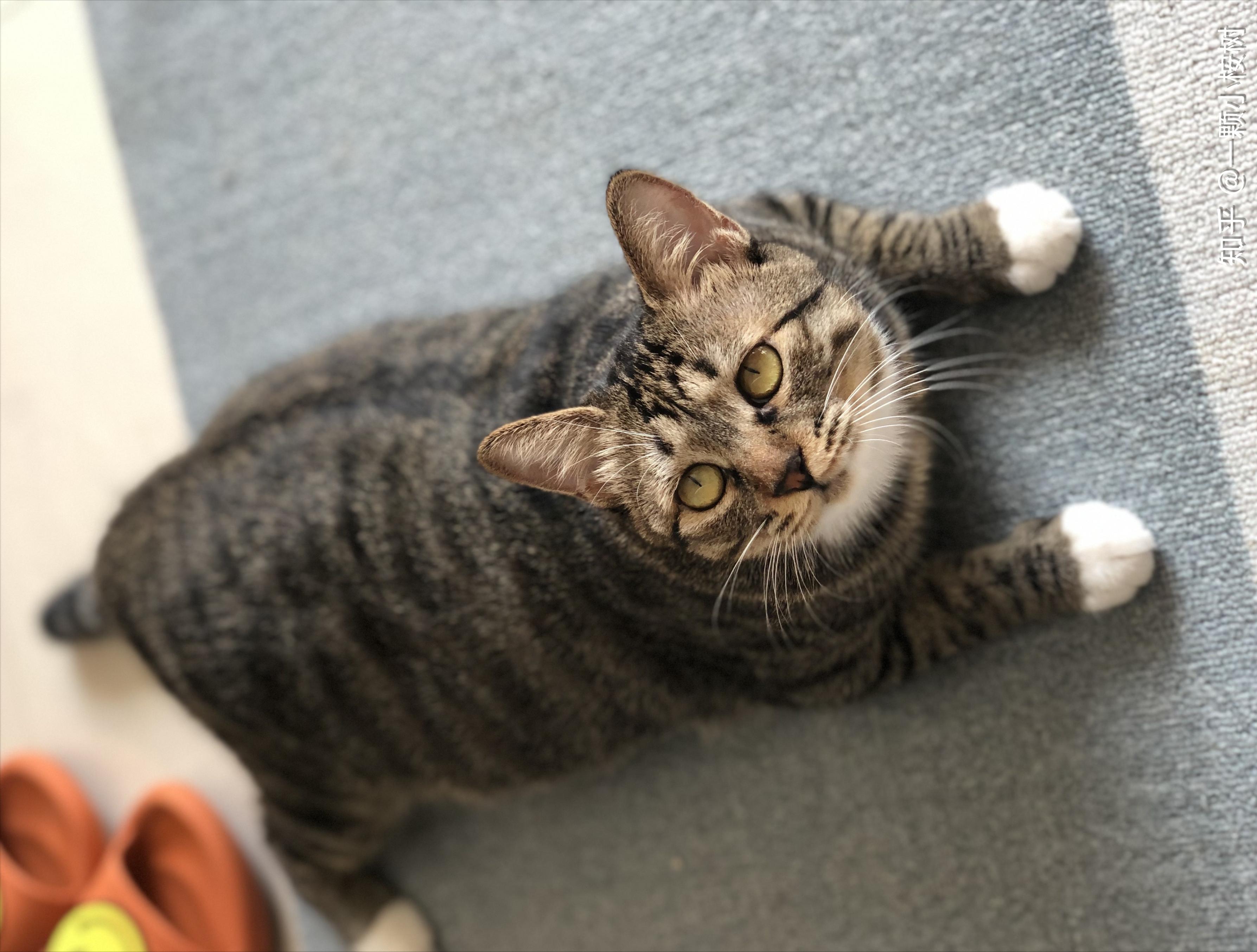 为什么有的猫咪看着不胖却很重,五种最容易胖的猫是什么猫