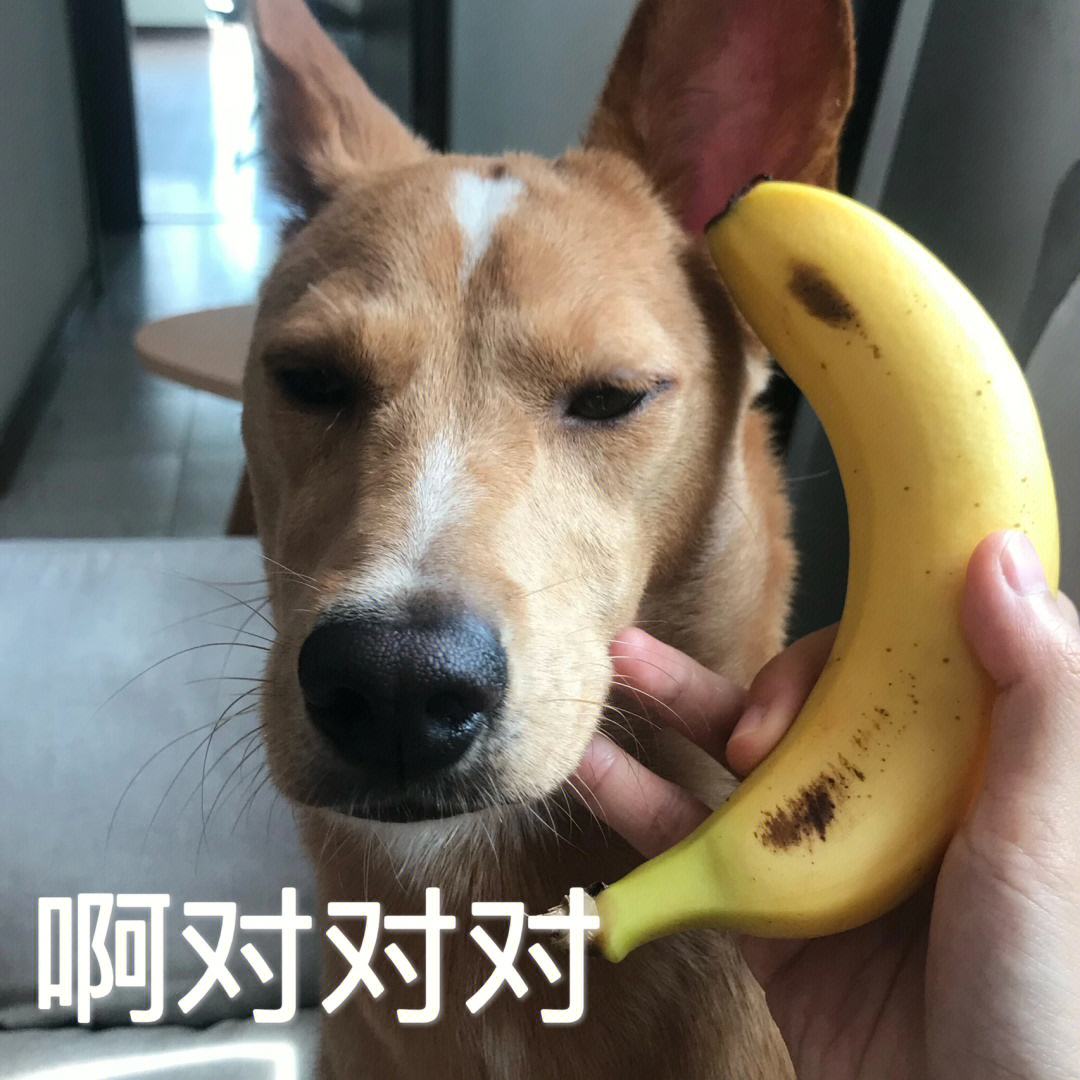 狗狗轻轻咬你的手什么意思,狗狗喜欢轻轻的咬你怎么办