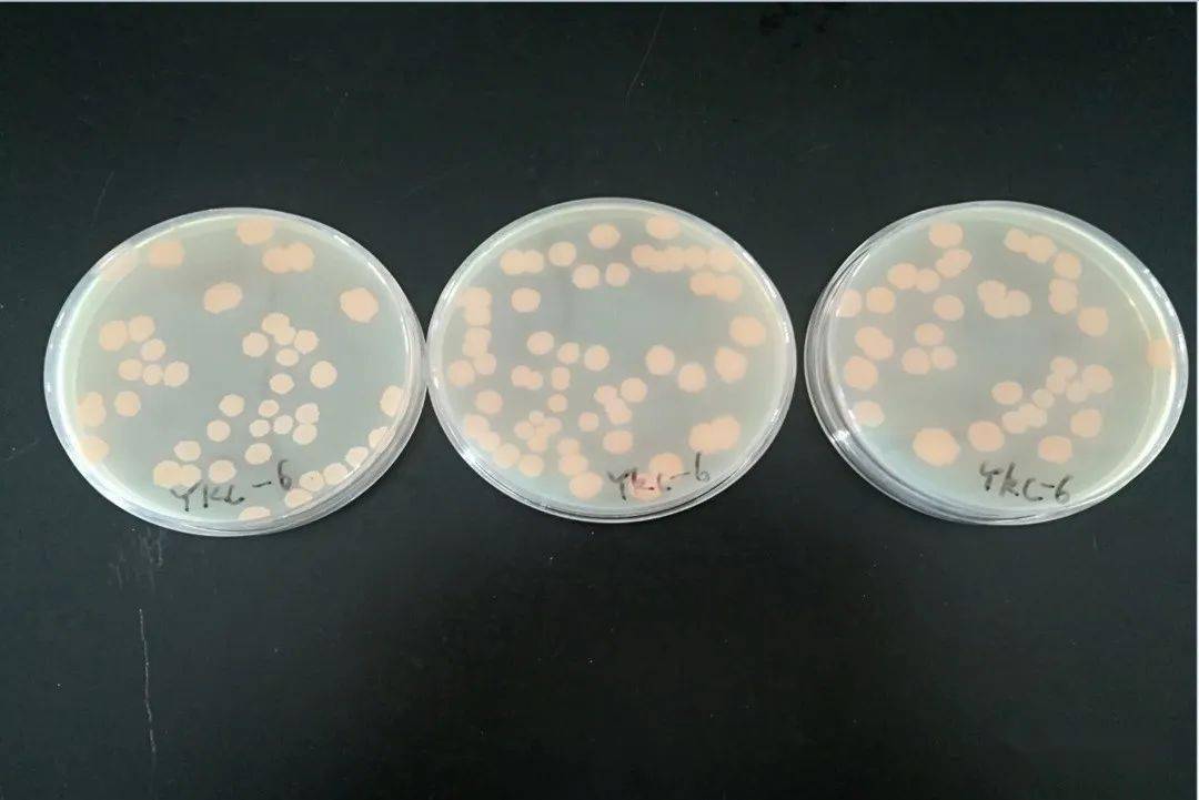 海藻糖代谢,海藻糖对植物抗逆性的作用