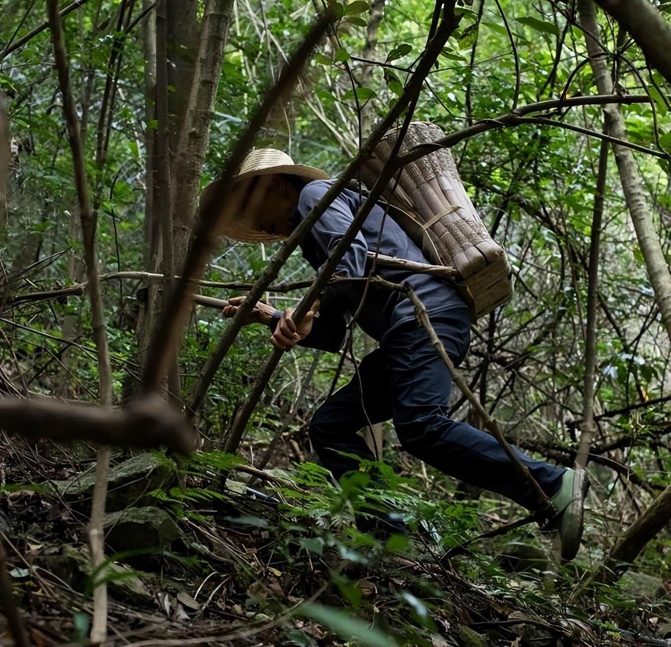 中药变毒物,中药变“毒药”