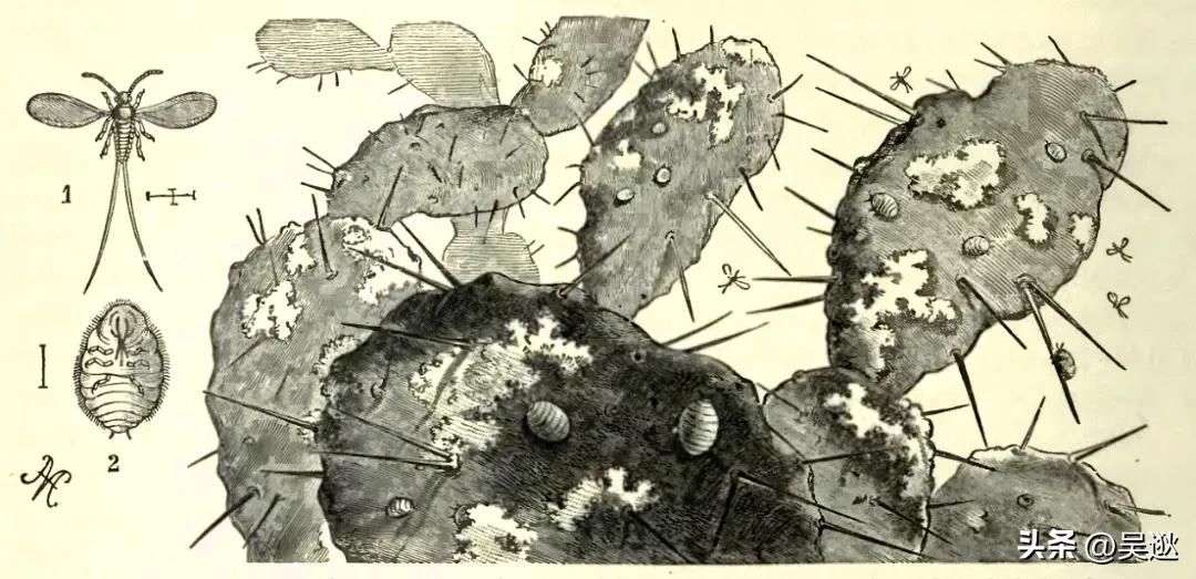 女生的口红竟然是虫子做的,美女口红里有虫子