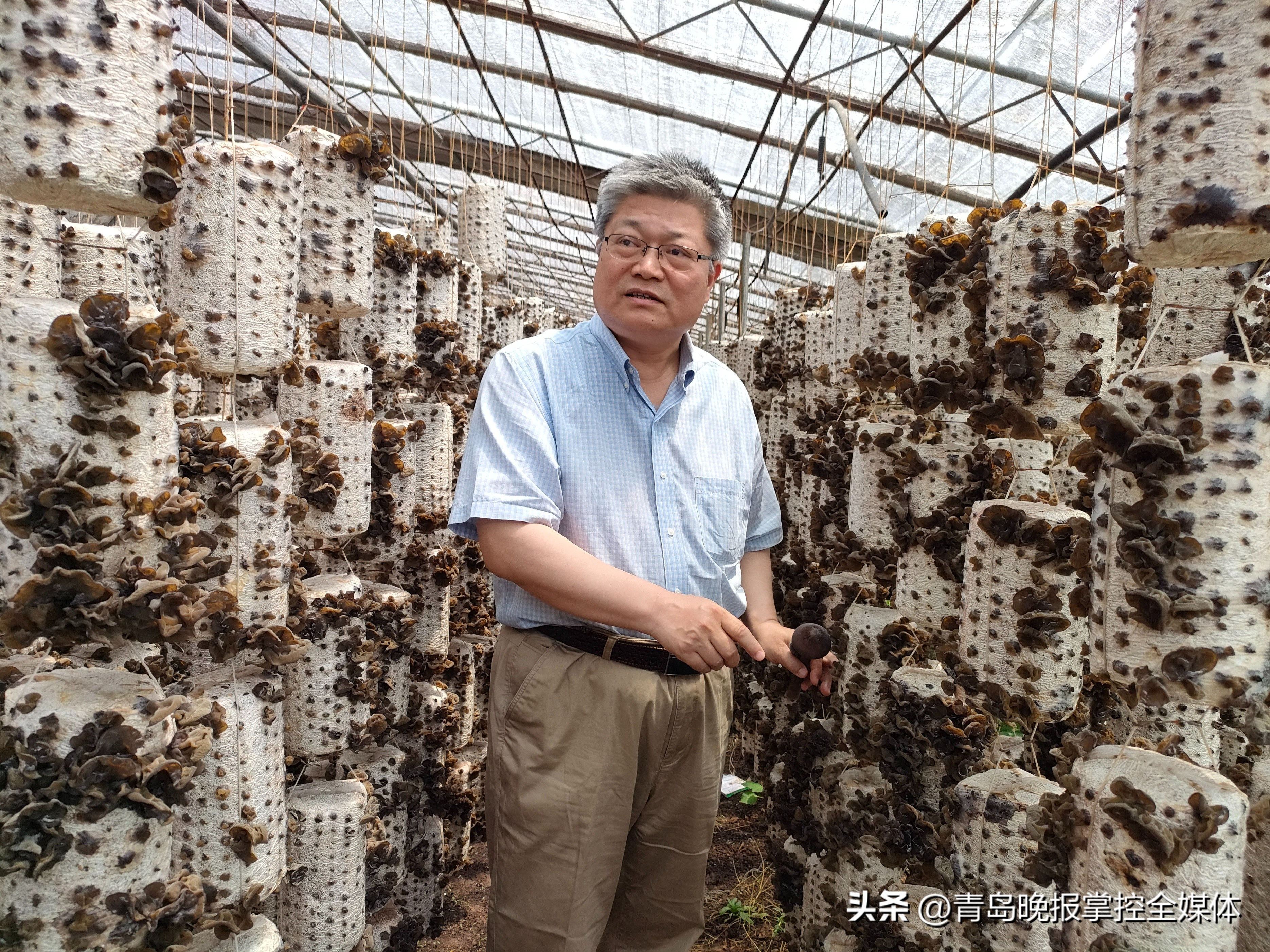 种植羊肚菌为村民撑起增收致富伞,种植林下菌撑起致富伞