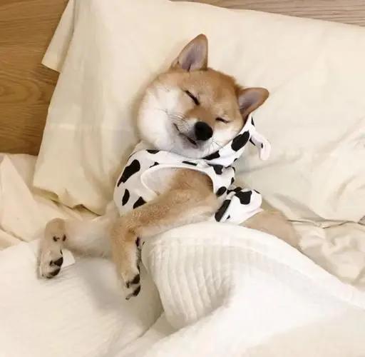 狗子犯困瞬间清醒,狗每天都在打瞌睡