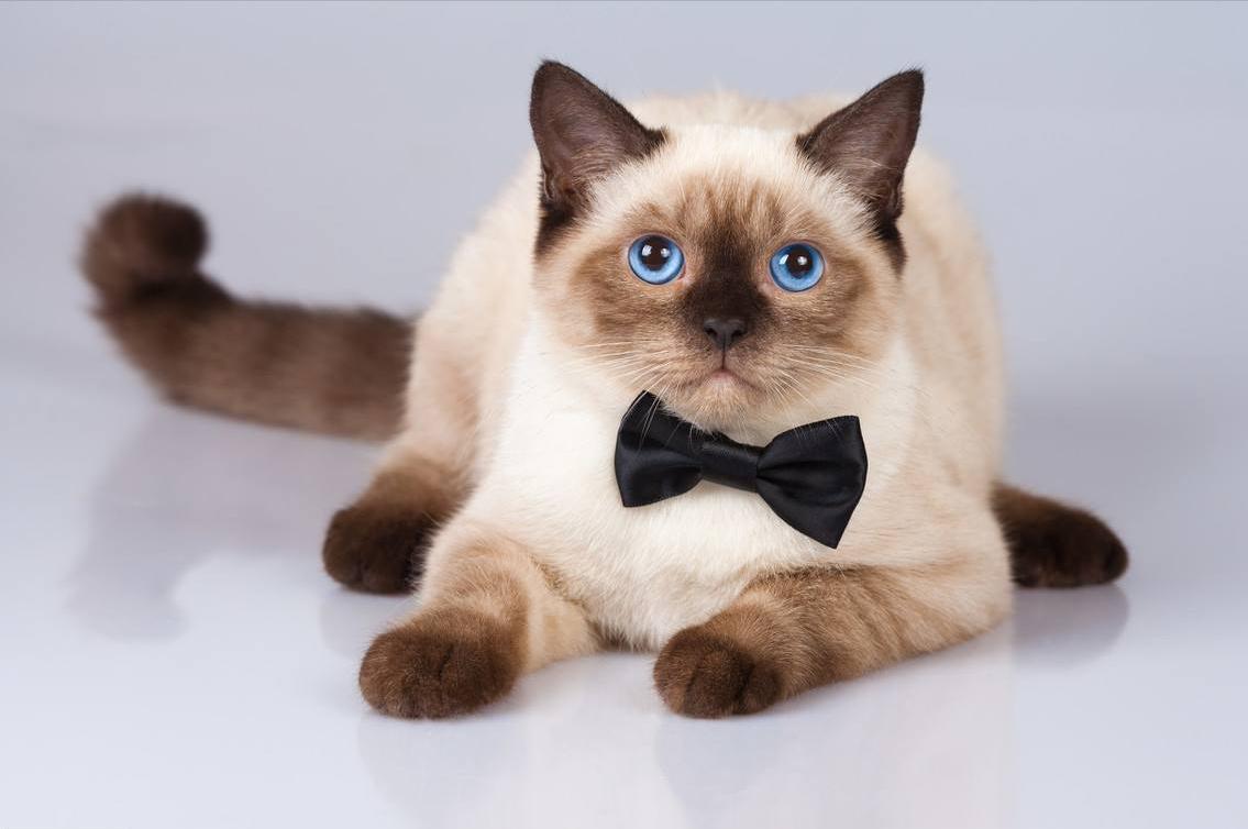 暹罗猫便便臭正常吗,暹罗猫臭