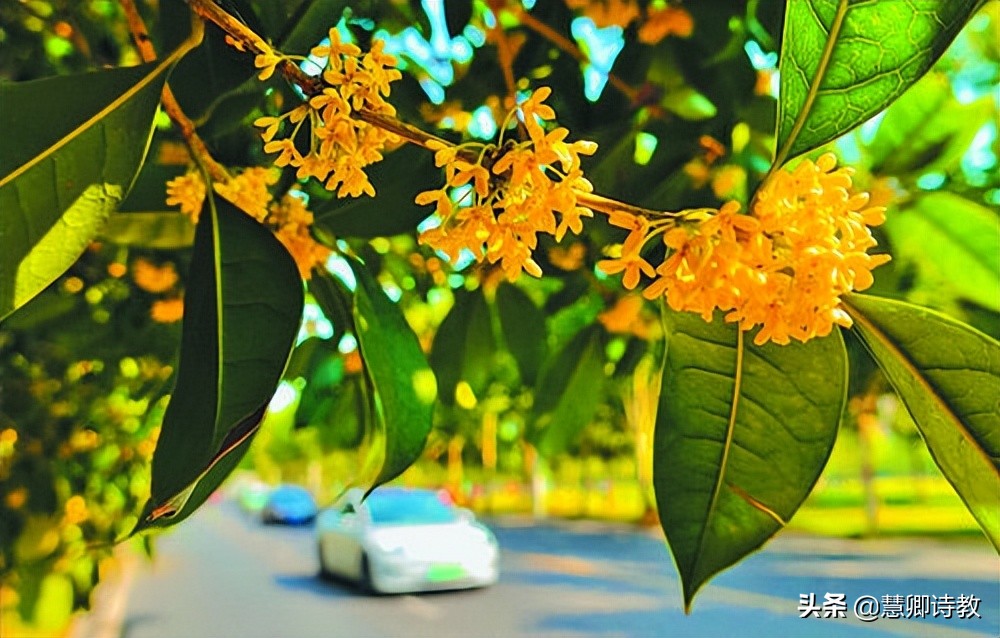 满分作文我的植物朋友三年级,满分作文我的植物朋友300字