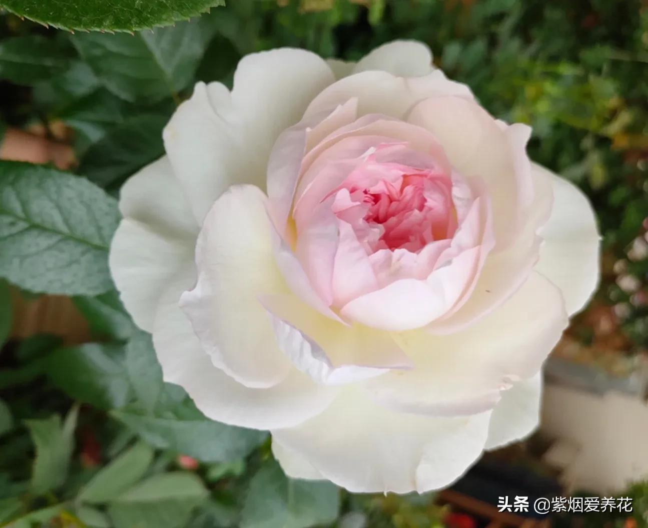 哪些月季仙气十足,又美又香的月季品种